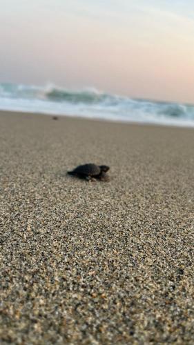 a small turtle walking on the beach at Casa MANDALA in Santa María Colotepec