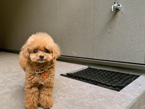 a small brown dog standing in a kitchen at Rakuten STAY Hakone Susuki Grass Fields in Sengokuhara
