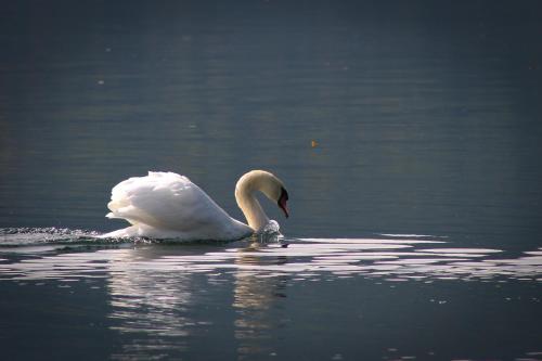 a swan swimming in a body of water at Hotel Seefischer - Finest Hideaway in Döbriach