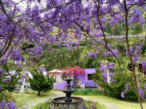 Un jardín fuera de 阿喜紫藤