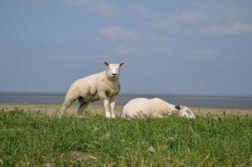 deux moutons debout dans un champ d'herbe dans l'établissement Ferienhaus Deichstern, à Hoddersdeich