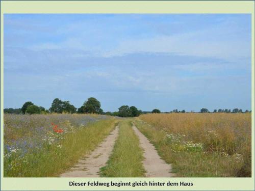 a dirt road through a field of flowers at Grüne Idylle in Borrentin