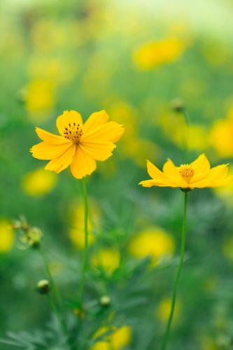 a group of yellow flowers in a field at Chong khaep aingkwai resort Saiyok in Sai Yok