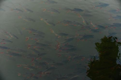 a school of fish swimming in a pond at Chong khaep aingkwai resort Saiyok in Sai Yok