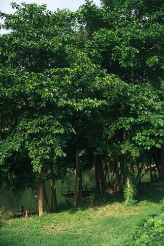 a park with a bench under a bunch of trees at Chong khaep aingkwai resort Saiyok in Sai Yok