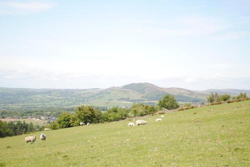 a herd of sheep grazing on a grassy hill at The Barn at Brambles Farm in Bradnop
