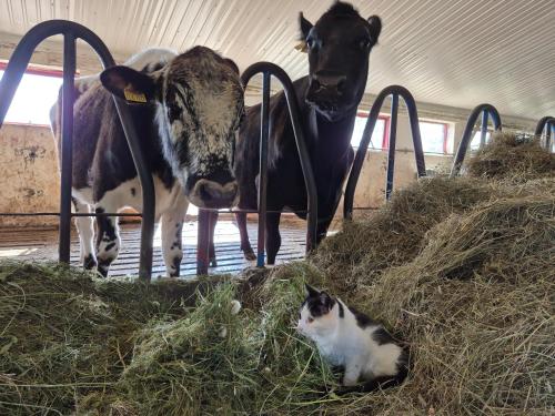 Tiere im Gasthaus oder in der Nähe