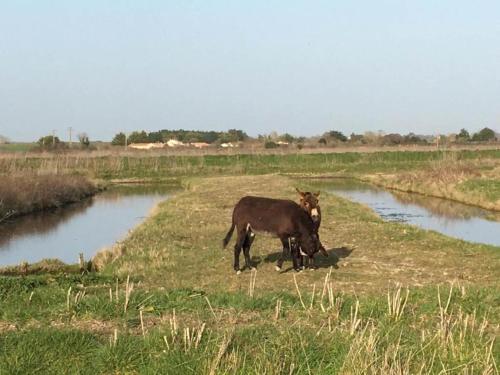 two cows standing in a field next to a river at Holiday Home in Avrillé near Sandy Beaches in Saint-Hilaire-la-Forêt