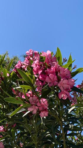 Zahrada ubytování Oleander Evia