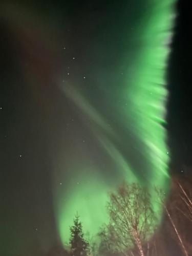 an aurora in the sky with trees in the foreground at Aava Riverside in Rovaniemi