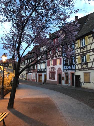 a tree in the middle of a street with buildings at DUPLEX 15 in Colmar