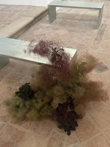 a bench with some plants on the ground next to it at Scavolo Borgo in SantʼAgata Feltria