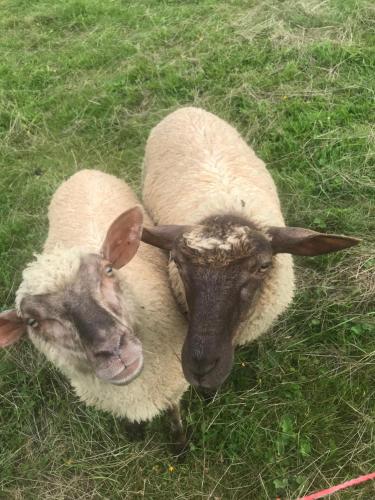 two sheep standing next to each other in the grass at Olza Karczma i pokoje in Istebna