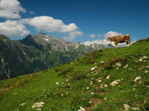a cow standing on top of a grassy hill at FeWo Schlosspark Grubhof in Sankt Martin bei Lofer