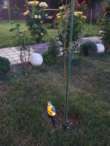 a toy bird is standing next to a tree at Casa Roua in Venus