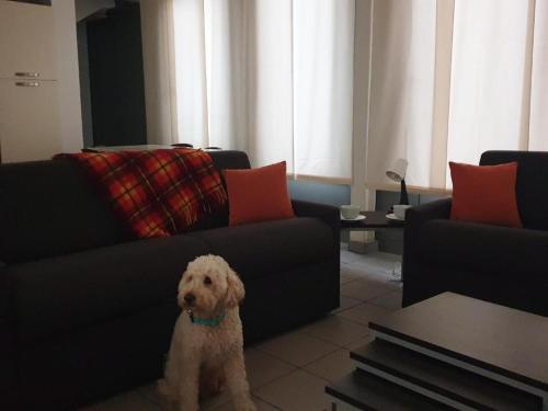 a small white dog sitting in a living room at APPARTAMENTO MODERNO con parcheggio gratuito di fronte in Lecco