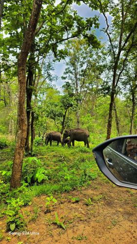 a group of elephants walking in the forest at Green BOB Villa in Sultan Bathery