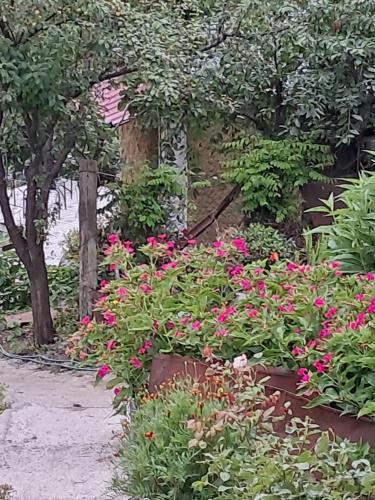 a garden with pink flowers and trees and a sidewalk at Green House მწვანე სახლი in Sighnaghi