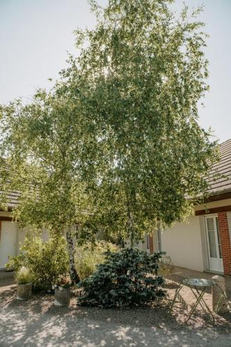 a large tree in front of a house at Logis Hôtel du Château in Tour-en-Sologne