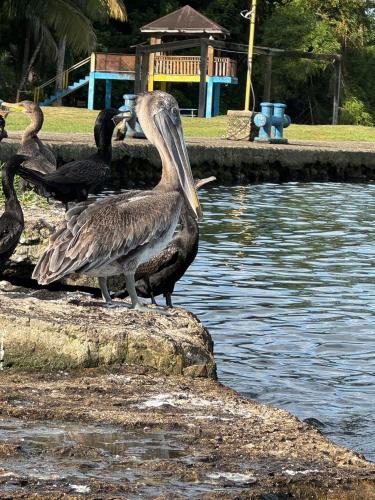 a group of birds standing on the edge of a body of water at Tortugal Boutique River Lodge in Rio Dulce