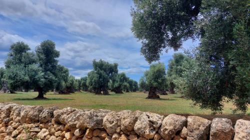 a stone wall in front of a field with trees at VIALI Guest House in Fasano