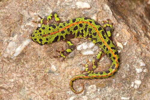 a green and red snake on a rock at Bosc in Lauzerte