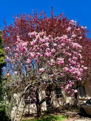 a magnolia tree with pink flowers in front of a house at Red Robe B&B in Nanaimo