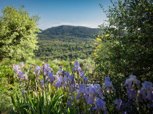 a field of purple flowers with mountains in the background at Le Rayol in Bagnols-en-Forêt