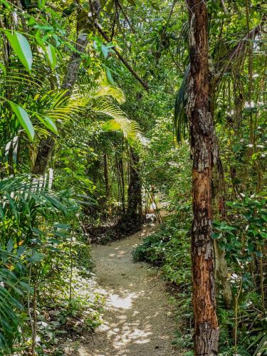 a dirt trail in the middle of a forest at Pent House - Santuario Apartments in Chemuyil