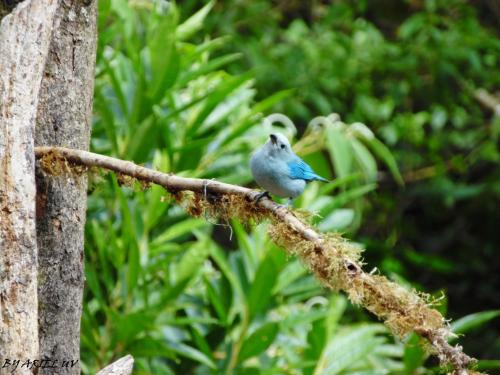 a blue bird sitting on a tree branch at Bosque de Paz Reserva Biologica in Toro Amarillo