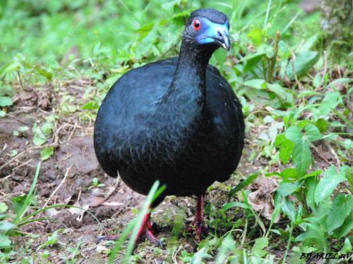 a black bird with a blue head standing in the grass at Bosque de Paz Reserva Biologica in Toro Amarillo