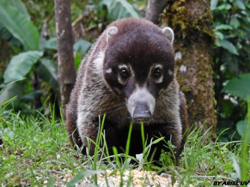a black bear cub standing in the grass at Bosque de Paz Reserva Biologica in Toro Amarillo