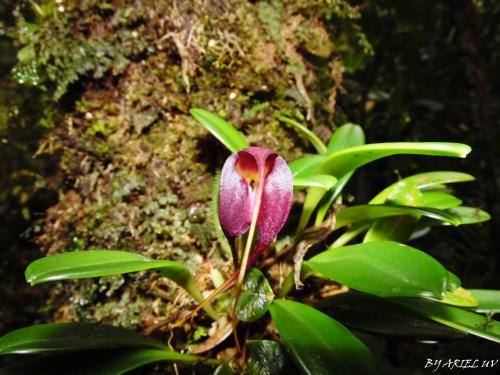 a plant with a purple flower and green leaves at Bosque de Paz Reserva Biologica in Toro Amarillo