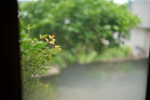 a flower on a plant in front of a body of water at そわか楼 in Fukuyama