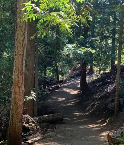 a dirt trail in a forest with trees at The Owls Nest at Westwood Lake in Nanaimo