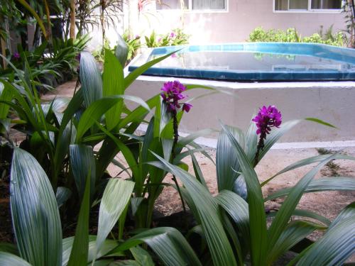 a plant with purple flowers in front of a swimming pool at Central Motel in Rarotonga