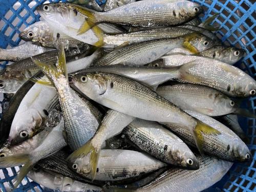 a bunch of fish in a blue basket at Ichifukuso in Tara