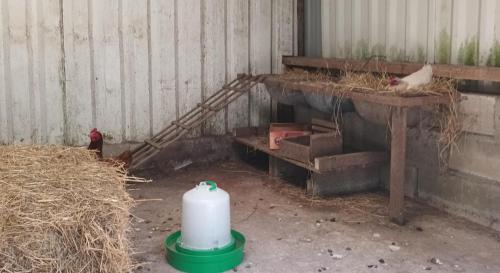 a barn with a chicken and a bird eating hay at Ty yar in Plourivo