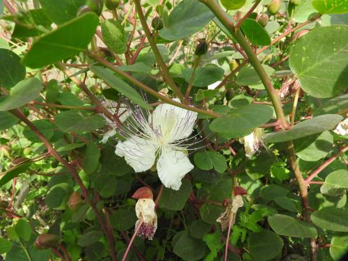a white flower on a tree with green leaves at Casa Schmidt in Vulcano