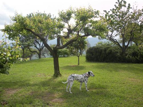 a dog standing in the grass next to a tree at Le Stagioni in Loreto Aprutino
