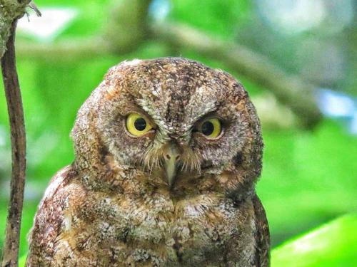 ホームステイの敷地内または近くにいる動物
