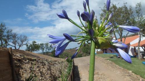 a blue flower is growing in front of a fence at Monte Corgo da Vaca in Sabóia