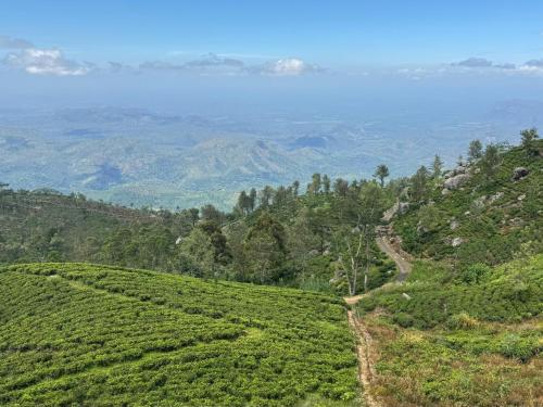 a view of a tea plantation on a hill at Seraphic Hills in Haputale