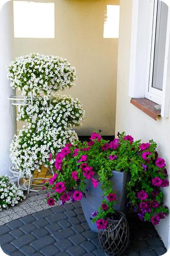 a vase filled with flowers next to a window at Hotel Gracja in Brok