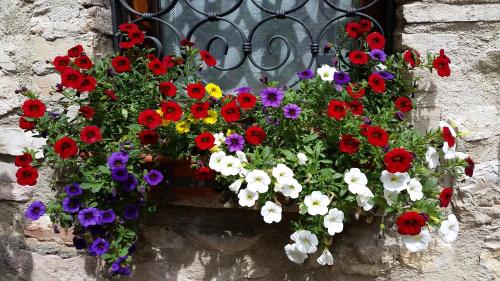 una caja de ventanas llena de flores de colores en una pared en Casa Maria, en Asís