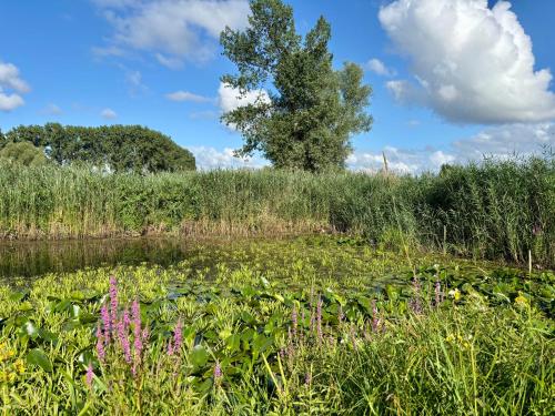 a marsh with flowers and a tree in the background at IJsselgoud in Zwolle