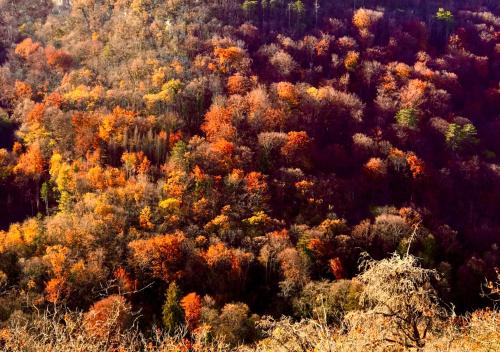 an autumn forest filled with colorful trees and bushes at LA MAISON DES BOIS D'OCRE - Gîte Appart Design - Clim Pkg Wifi Jardin à 10mn de Dijon in Messigny-et-Vantoux