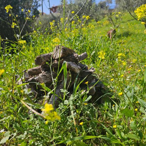 Un jardín fuera de Peloponnese Hideout - Traditional stone house