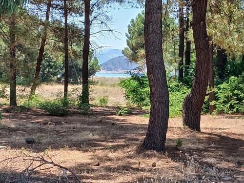 a wooded area with trees and a body of water at Kyvos in Keramotí