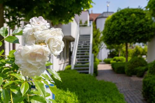 a bunch of white roses in front of a house at Hotel Alma Am Anger in Erfurt